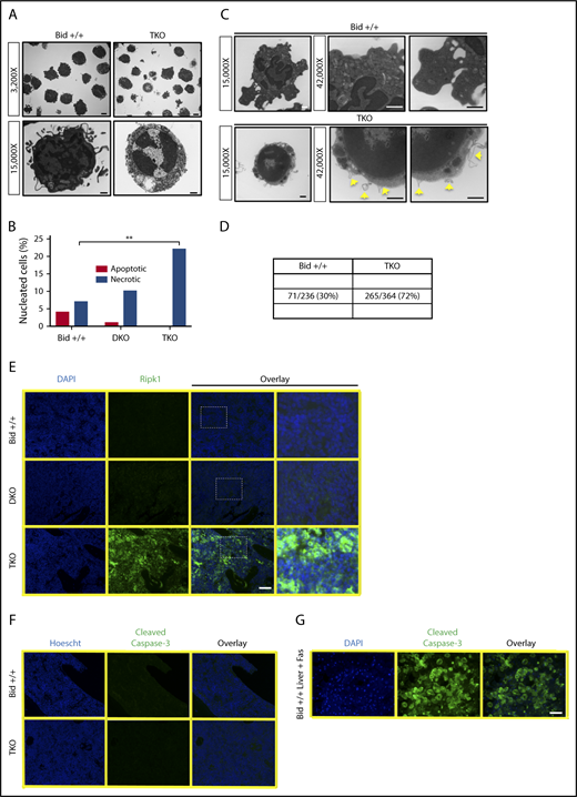 Figure 2. TKO bone marrow dies by necrosis. (A) Representative TEM images from Bid+/+ and TKO mice (top: original magnification ×3200; scale bar, 2 μm; bottom: original magnification ×15 000; scale bar, 500 nm). (B) Quantitation of apoptotic and necrotic cells from Bid+/+, DKO, and TKO TEM. A total of 100 cells with a nucleus from lower-magnification images were scored based on cell and organelle morphology (see supplemental Methods for quantitation details). (C) TEM images of bone marrow from Bid+/+ and TKO mice analyzed for membrane bubble. Images of the whole cell are original magnification ×15 000, and zoomed images of the cell membrane are original magnification ×42 000 (scale bars, 500 nm). (D) Quantitation of the number of bubbles show in panel C. (E) Ripk1 fluorescent immunohistochemistry as a marker for necrotic cell death on paraffin-embedded bone marrow sections from Bid+/+, DKO, and TKO mice. Staining was performed 3 independent times (scale bar, 50 μm). Zoomed-in images (250%) are of the indicated boxed area. (F) Fluorescent immunohistochemistry for cleaved caspase-3 as a marker of apoptotic cell death on Bid+/+ and TKO bone marrow sections as in panel C. (G) Fluorescent immunohistochemistry for Bid+/+ liver after tail vein injection with Fas ligand as a positive control for cleaved caspase-3 staining. **P < .01. Data represent mean ± SEM. DAPI, 4′,6-diamidino-2-phenylindole.