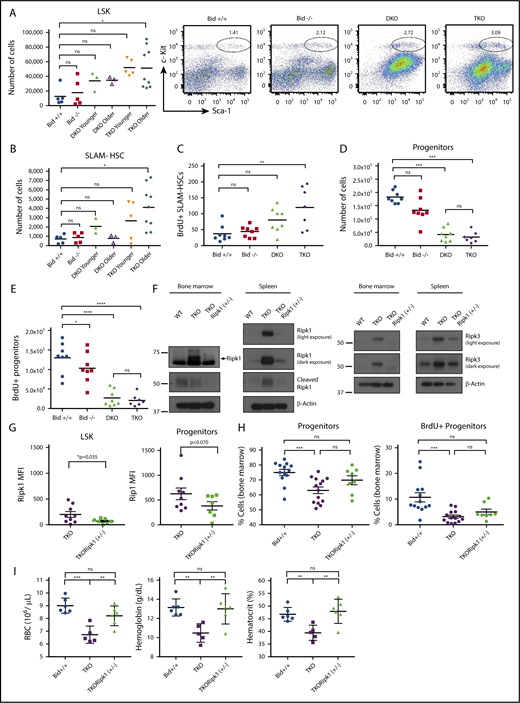 Figure 4. TKO mice have fewer myeloid progenitor cells and more hematopoietic stem cells (HSCs), which can be rescued with a genetic cross to Ripk1(+/−) heterozygous mice. (A) Flow cytometry analysis of bone marrow to examine LSK and (B) SLAM-HSC populations. Mice were examined before onset of sickness. Younger mice were 11 to 15 weeks old, and older mice were 15 to 20 weeks of age. Bid+/+, n = 5; Bid−/−, n = 5; DKO, n = 6; TKO younger, n = 5; and TKO older, n = 9. (C) Examination of the number of BrdU-positive SLAM-HSCs in bone marrow. Mice were injected with a total of 4 mg BrdU in 3 doses over 36 hours. Bone marrow was harvested, depleted for terminal lineages, and stained for flow cytometry. Mice were 18 to 20 weeks of age. (D) Numbers of myeloid progenitors (Lin−Sca-1−c-Kit+) as in panel A. Mice were 18 to 20 weeks of age. (E) Number of BrdU-positive myeloid progenitors. Numbers of mice for panels C–E are as follows: Bid+/+, n = 8; Bid−/−, n = 7; DKO, n = 8; and TKO, n = 7. (F) Western blot of Ripk1, cleaved Ripk1, and Ripk3 expression in Bid+/+, TKO, and TKORipk1(+/−) mouse bone marrow and spleen. (G) Intracellular flow cytometry analysis of LSK (left) and progenitor cell populations (right). TKO, n = 9; TKORipk1(+/−), n = 6 . (H) Percentage of MPCs from lineage-depleted bone marrow. Bid+/+, n = 12; TKO, n = 14; and TKORipk1(+/−), n = 8. (I) Percentage of BrdU-positive myeloid progenitors from lineage-depleted bone marrow. Bid+/+, n = 13; TKO, n = 15; and TKORipk1(+/−), n = 8. (I) RBCs (106/µL), hemoglobin (g/dL), and hematocrit (%) were measured in peripheral blood. Bid+/+, n = 6; TKO, n = 6; and TKORipk1(+/−), n = 6. ns, not significant; *P < .05, **P < .01, ***P < .001, and ****P < .0001. Data represent mean ± SEM.