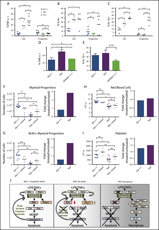 Figure 6. TKO mice display increased TNF-α, which can be rescued by a genetic cross with Ripk1(+/−) mice or the anti-inflammatory drug Enbrel. (A) TNF-α, (B) IL-6, and (C) IL-1β positivity in myeloid progenitor and LSK populations in Bid+/+, DKO, and TKO mice. (D-E) Intracellular cytokine staining for TNF-α (D) and IL-1β (E) in Bid+/+, TKO, and TKORipk1(+/−) mouse bone marrow after 5 hours of LPS stimulation (200 ng/mL) + Golgi Plug. Bid+/+, n = 5; TKO, n = 7; and TKORipk1(+/−), n = 5. (F) Myeloid progenitor populations and corresponding fold change for Bid+/+ and TKO mice before and after treatment with Enbrel (TNF decoy receptor). (G) Number of BrdU-positive myeloid progenitors and fold change as in panel F. (H-I) RBCs (106/µL; H, left) and platelet counts (103/µL; I, right) in Bid+/+ and TKO mice with and without Enbrel and corresponding fold change. (J) Model diagram for cell death pathways in Bid+/+, DKO, and TKO mice. In a TKO mouse, the absence of Bax and Bak inhibits the feed-forward caspase amplification, while further loss of Bid results in necrotic cell death. Bid+/+, n = 4; and TKO, n = 4. *P < .05, ***P < .001, and ****P < .0001. Data represent mean ± SEM. MOMP, mitochondrial outer membrane permeabilization; ns, not significant.