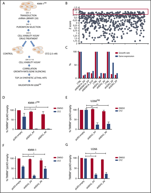 Figure 1. shRNA screening in MM cell lines identifies IDH2 gene as synthetic lethal to the proteasome inhibitor carfilzomib. (A) Experimental design of the shRNA screen to identify genes conferring sensitivity to CFZ in MM cells. KMM-1PIR cells were infected with 684 shRNAs targeting 152 cancer driver genes (day −3) and incubated in presence or absence of puromycin (day −2). KMM-1PIR cells were then split and treated with 2.5 nM CFZ or with control diluent (DMSO) (day 0). Growth rate was calculated at day 3 and 7 posttreatment (supplemental Table 5), and positive hits selected according to the z score. Top 24 selected genes were validated in a secondary screening performed in U266PIR cells. (B) Representation of the z score (y-axis) for every shRNA (x-axis) calculated on growth rate reduction for each shRNA. Red box highlights candidates with z score below −0.8 (day 7) (supplemental Table 6). (C) Correlation between percentage of gene silencing and percentage of growth inhibition in presence of CFZ for top 3 candidate genes (IDH2, KDM1A, and SOX2) in U266PIR cells. (D) KMM-1PIR, (E) U266PIR, (F) KMM-1, and (G) U266 cell lines were transduced with the empty vector or shRNAs targeting IDH2 (shIDH2_A4, shIDH2_A6) and treated with CFZ (KMM-1PIR and U266PIR, 5 nM; KMM-1 and U266, 2.5 nM) or DMSO every 48 hours. Cell viability was measured by TMRM staining-flow cytometry 96 hours posttreatment for KMM-1PIR and U266PIR and 48 hours posttreatment for KMM-1 and U266. Data are the means ± standard deviation (SD) of 3 independent experiments (*P < .05; **P < .01). TMRM, tetramethylrhodamine.