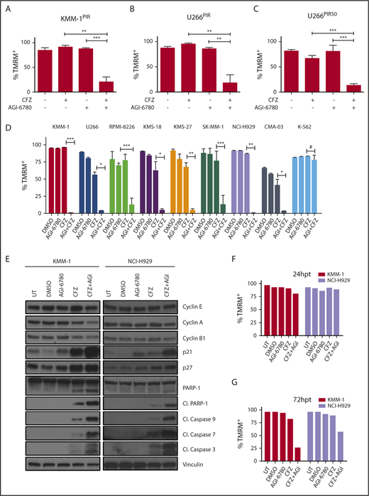 Figure 2. Pharmacological inhibition of IDH2 enhances sensitivity to CFZ in MM cell lines. (A) KMM-1PIR and (B) U266PIR cells were treated with 2.5 nM CFZ in combination or not with 10 μM AGI-6780. Cell viability was measured by TMRM staining-flow cytometry 96 hours posttreatment. Data are the means ± SD of 4 independent experiments. (C) U266PIR50 cells were treated with 75 nM CFZ in combination or not with 10 μM AGI-6780. Cell viability was measured by TMRM staining-flow cytometry 72 hours posttreatment. Data are the means ± SD of 4 independent experiments. (D) Eight MM cell lines and the K-562 cell line were treated with CFZ (1.67 nM CFZ for KMS-18; 2.5 nM for RPMI-8226, KMS-27, SK-MM-1, and CMA-03; 5 nM for KMM-1, U266, and NCI-H929 cell lines) in combination or not with 5 μM AGI-6780 (2.5 μM for RPMI-8226). Treatment was performed every 48 hours for AGI-6780, but only at day 0 for CFZ. Cell viability was measured by TMRM staining-flow cytometry 8 days posttreatment. Data are the means ± SD of 3 independent experiments (*P < .05; **P < .01; ***P < .001; #P ≥ .05). (E) Western blot of KMM-1 and NCI-H929 cells, UT, treated with DMSO, AGI-6780 (KMM-1: 5 μM; NCI-H929: 10 μM), CFZ (KMM-1: 5 nM; NCI-H929: 2.5 nM), or a combination of the 2 drugs. Cell lysates were immunoblotted using the indicated antibodies 24 hours posttreatment. Vinculin protein expression was included for protein loading normalization. (F-G) Cell viability of the experiment described previously was measured by TMRM staining-flow cytometry 24 and 72 hpt, respectively. Cl., cleaved; hpt, hours posttreatment; UT, untreated.