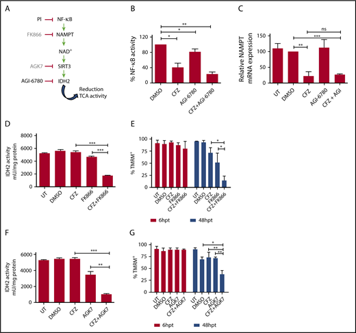 Figure 5. Combinatorial treatment with CFZ and AGI-6780 acts through the inhibition of the NAMPT/SIRT/IDH2 pathway. (A) Schematic representation of the NAMPT/SIRT3/IDH2 pathway and inhibitors. (B) KMS-27 cells treated with DMSO, AGI-6780 (5 µM), CFZ (3 nM), or a combination of the 2 drugs were analyzed for NF-κB activity 6 hours posttreatment. NF-κB activity was detected in total extracts measuring the DNA-binding capability of NF-κB on its target sequence (see “Materials and methods”). Data represent the percentage of NF-κB binding activity normalized vs DMSO samples and are the means ± SD of 3 independent experiments. (C) KMS-27 cells UT, treated with DMSO, CFZ (2.5 nM), AGI-6780 (5 µM), or a combination of the 2 drugs were analyzed for NAMPT mRNA expression levels 24 hours posttreatment. Data are the means ± SD of 3 independent experiments. (D-E) KMS-27 cells were left UT, treated with DMSO or FK866 (10 nM), for 48 hours; vehicle or CFZ (2.5 nM) were added for additional 48 hours. Cells were analyzed for (D) IDH2 activity 6 hours posttreatment with CFZ and for (E) cell viability by TMRM staining-flow cytometry 6 and 48 hpt with CFZ. Data are the means ± SD of 3 independent experiments. (F-G) KMS-27 cells UT, treated with DMSO, 1.25 nM CFZ, 10 µM AGK7, or a combination of the 2 drugs were analyzed for (F) IDH2 activity 6 hours posttreatment and for (G) cell viability measured by TMRM staining-flow cytometry 6 and 48 hpt. Data are the means ± SD of 3 independent experiments (*P < .05; **P < .01; ***P < .001).