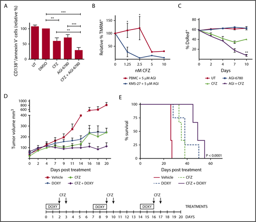 Figure 6. Targeting IDH2 and proteasome activities triggers synergistic inhibition of human MM cells growth ex vivo and in vivo with low toxicity to normal human cells. (A) Buffy coats derived from bone marrow aspirates of MM patients were treated with CFZ (2.5 nM) in combination or not with AGI-6780 (5 μM). Cell viability was estimated by flow cytometry measuring annexin V− and CD138+ cells 96 hours posttreatment. Histograms represent the percentage of viable cells normalized vs DMSO samples. Data are the means ± SEM of 9 independent MM patients. (B) PBMC and KMS-27 were treated with AGI-6780 and increasing doses of CFZ. PBMC were derived from 4 healthy donors. Cell viability was measured by TMRM staining-flow cytometry 48 hours posttreatment. Data are the means ± SD (*P < .05; **P < .01; ***P < .001). (C) KMS-27-TK cells (expressing DsRed fluorescent protein) were co-cultured with HS-5 bone marrow/stroma cell line and treated with CFZ, AGI-6780, or a combination. Percentage of live DsRed+ cells was measured overtime. Data are the means ± SD of 3 independent experiments (CFZ vs CFZ+AGI-6780, **P < .01). (D) Growth patterns of KMS-27-TK-IDH2-A4 cells injected subcutaneously into the flanks of NSG mice. Tumor masses of 0.5 cm diameter mice were randomized for treatment with vehicle (n = 6), 4 mg/kg CFZ (n = 8), 0.1 mg/mL DOXY (n = 10), or a combination of both compounds (n = 10) over 3 weeks. Administration of either agent had a substantial effect on tumor growth compared with control mice (P < .0001). Combination of IDH2 silencing with CFZ further reduced tumor growth in relation to single treatments (CFZ vs CFZ/DOXY, P = .0244; DOXY vs CFZ/DOXY, P = .0238). Each data point represents the average tumor volume (mean ± SEM) for the indicated treatment condition. The timeline shows the schedule of treatment followed for in vivo treatments. (E) Kaplan-Meier survival plot showing survival for mice treated with vehicle (n = 6), 4 mg/kg CFZ (n = 6), 0.1 mg/mL DOXY (n = 8), or a combination (n = 6). CFZ plus DOXY-treated mice show significantly increased survival (49 days) in comparison with vehicle-treated mice (26 days; P < .0001), CFZ alone (35 days; P = .0007), and DOXY alone (38 days; P = .0472). PBMC, Peripheral blood mononuclear cell; SEM, standard error of the mean.