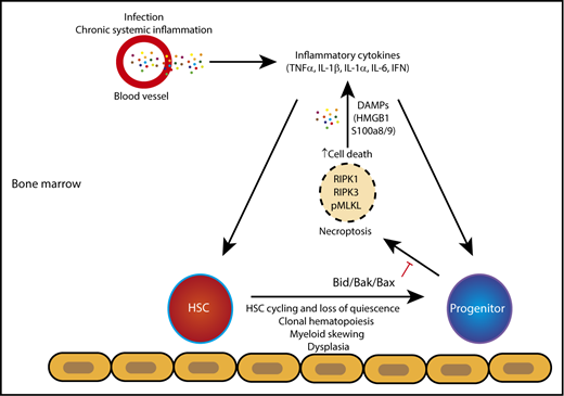 When apoptosis is disabled, mice develop MDS-like disease, characterized by increased Ripk1 expression and MLKL activation, features that are also observed in a subset of human MDS samples. HSC, hematopoietic stem cell; IFN, interferon; IL-1β, interleukin-1β.
