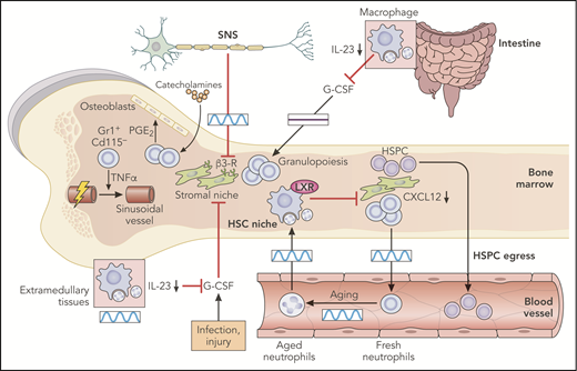 Figure 2. Regulation of the hematopoietic bone marrow niche. The sympathetic nervous system (SNS) exerts control on the HSC niche by the circadian release of catecholamine, which targets β3-adrenergic receptors on stroma cells. The same signals can act through neutrophils to produce prostaglandin E2 (PGE2) and stimulate the osteoblastic niche. The stromal niche is also circadianally regulated by aged neutrophils that return to the bone marrow after only several hours in the circulation. Aged neutrophils that infiltrate the bone marrow are engulfed by macrophages and activation of the LXRs lead to inhibition of the hematopoietic niche. Excessive G-CSF production associated with several inflammatory processes or impaired neutrophil clearance in extramedullary tissues is also a potent inhibitor of the HSPC niche. All of these regulatory mechanisms ultimately inhibit production of CXCL12, thereby promoting HSPC egress into blood. This has been shown in the intestine, where neutrophil infiltration in the mucosa and engulfment of neutrophils by tissue-resident macrophages inhibits the IL-23/IL-17/G-CSF axis and remotely supports niche activity in a circadian-independent manner. Boxes indicate the presence or absence of circadian oscillations in each tissue. Professional illustration by Patrick Lane, ScEYEnce Studios.