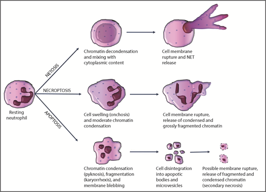 Figure 1. Most common mechanisms of chromatin release by neutrophils during cell death.