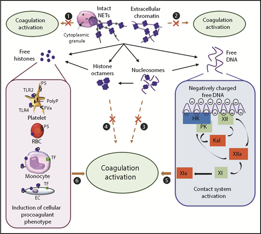 Figure 2. Proposed mechanisms by which NETs/chromatin components activate coagulation in vitro. Intact NETs (1), extracellular chromatin (2), nucleosomes (3), or histone octamers (4) do not directly activate coagulation. (5) Free DNA activates coagulation through the contact pathway. (6) Free histones promote coagulation activation mainly by inducing a procoagulant phenotype on blood and endothelial cells (ECs). FVa, activated factor V; Kal, kallikrein; PolyP, polyphosphate; PS, phosphatidylserine; RBC, red blood cell; TLR, tool-like receptor.