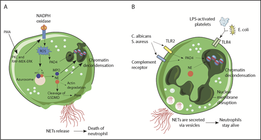 Figure 1. Mechanisms of NET formation. (A) PMA and other stimuli induce lytic-NET formation. Stimulation of neutrophils with PMA resulted in the activation of NADPH oxidase, via PKC and Raf-MEK-ERK signaling pathway and consequent ROS generation. Afterward, PAD4 is activated and citrullinates arginine on histones causing chromatin decondensation. MPO and NE are released from cytoplasmic azurophilic granules and then translocated to the nucleus contributing to unfolding of chromatin. Subsequently, the nuclear envelope broke down, releasing the chromatin in the cytosol, which mixed with cytosolic proteins. NE also cleaves GSDMD in the cytosol to its active form (GSDMD-NT), which, besides forming pores in the plasma membrane, also mediates pore formation in nuclear and granule membranes, enhancing NE and other granular content release. Finally, NETs are released, and the neutrophil dies. (B) Nonlytic NET formation is induced by the recognition of stimuli through Toll-like receptor 2 (TLR2), TLR4, or complement receptors independent of NAPDH oxidase activation. S aureus and C albicans activate TLR2 and complement receptors, respectively, and E coli or LPS-activated platelets activate TLR4. Along with PAD4 activation and NE translocation to the nucleus, chromatin decondensation proceeds and protein-decorated chromatin is expelled via vesicles without plasma membrane disruption. After the release of NETs, neutrophils are still alive for further functions.