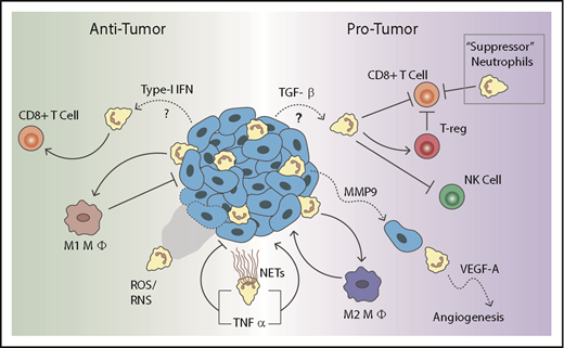Figure 1. Neutrophils in the tumor microenvironment. Neutrophils can either promote or inhibit tumor growth depending on their polarization states. Antitumor neutrophils can directly kill tumor cells through release of reactive oxygen species (ROS) and reactive nitrogen species (RNS). They can also promote T-cell activation and recruit proinflammatory (M1) macrophages. In contrast, protumor neutrophils can release matrix metalloproteinase 9 (MMP9), which promotes angiogenesis and dissemination of tumor cells. They can also suppress natural killer (NK) cell function. Furthermore, they can recruit anti-inflammatory (M2) macrophages and T-regulatory cells. Finally, suppressor neutrophils, often referred to as polymorphonuclear neutrophil myeloid-derived suppressor cells (PMN-MDSCs), as well as other protumor neutrophils, can suppress CD8 T-cell function.