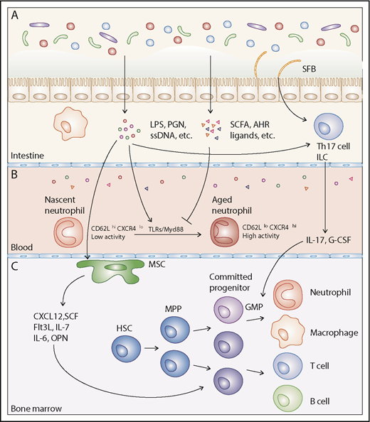 Figure 1. Regulation of neutrophils by the microbiota. (A) All vertebrates host a large and diverse bacterial community in their intestine. The microbiota produces a variety of small molecules that can communicate with the host, including microbial components and metabolites. Microbial components, as well as direct contact between specific species such as SFB and the epithelium, induces IL-17 secretion from Th17 cells and ILCs, which induces the synthesis of G-CSF, a master regulator of neutrophil production. (B) The microbial products and metabolites can diffuse into the circulation, directly regulating the function of neutrophils in blood. Nascent neutrophils released from the BM exhibit limited proinflammatory activity. They acquire enhanced capacities of migration, integrin activation, ROS production, and NET formation as they age and sense microbiota-derived signals in the circulation. This process requires the presence of microbiota, and is dependent on TLR/Myd88 pathways. Conversely, microbiota-derived metabolites including SCFAs exhibit anti-inflammatory properties. (C) Microbial products from the microbiota can also diffuse into the BM, and be sensed by MSCs, which produce cytokines that support lineage differentiation from HSCs. In addition, the phagocytic capacities of BM neutrophils are also regulated by microbiota-derived NOD1 ligands. GMP, granulocyte-monocyte progenitors; HSC, hematopoietic stem cell; ILC, innate lymphoid cell; LPS, lipopolysaccharide; PGN, peptidoglycan; MPP, multipotent progenitor; NET, neutrophil extracellular trap; ssDNA, single-stranded DNA.