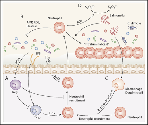 Figure 2. Neutrophil response toward the microbiota. (A) Under steady state, the microbiota induces a regulatory network that suppresses neutrophil recruitment to prevent inflammatory responses toward the epithelium and commensals. (B) SFB and other commensals can induce Th17 cells, which secrete IL-17 to recruit neutrophils to the intestinal epithelium, resulting in a negative feedback control of the microbiota by neutrophils. Neutrophils also produce IL-22, which can elicit AMP secretion from the epithelium and IgA production from intestinal B cells. (C) Macrophages and dendritic cells in the mucosal system constitutively produce large amounts of pro-IL1β, the inactive form of the pleiotropic cytokine IL-1β. Signals from pathogenic microorganisms trigger the conversion through the NLRC4 inflammasome pathway, which induces robust neutrophil recruitment. Recruited neutrophils can migrate into the lumen of intestine to form an organized intraluminal structure that prevents translocation and expansion of both commensal and pathogenic species. (D) Certain pathogenic species, such as Salmonella, can take advantage of neutrophil-mediated defense mechanisms to acquire growth advantages by using S4O62− as an electron acceptor. S2O32−, thiosulfate; S4O62−, tetrathionate; Th, T helper.