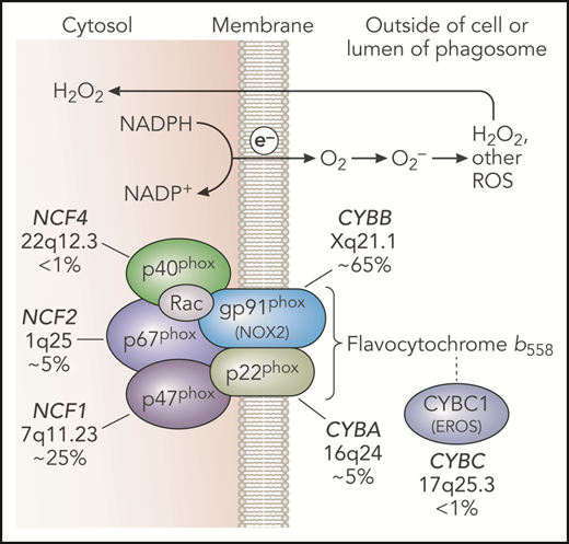Figure 1. NADPH oxidase and genetic defects in CGD. The leukocyte NADPH oxidase enzyme complex is composed of membrane and cytosolic subunits that are referred to by their molecular mass (kDa) and the designation “phox,” for phagocyte oxidase. CYBB and CYBA refer to cytochrome b-245 β chain and cytochrome b-245 α chain, respectively, the large and small subunits of flavocytochrome b558, whereas NCF refers to neutrophil cytosolic factor, used to designate the cytosolic regulatory subunits of the oxidase. Flavocytochrome b558 is the electron transferase and is located in plasma, specific granules (in neutrophils), and phagosome and some endosome membranes. This heterodimer is composed of gp91phox and p22phox. The gp91phox subunit is sometimes referred to as NOX2. CYBC1 (also known as EROS) is an endoplasmic reticulum protein important for expression of the flavocytochrome b558 heterodimer. The soluble regulatory proteins p47phox, p67phox, and p40phox form a complex in the cytosol; upon leukocyte activation, phosphorylation-induced conformational changes lead to their binding to flavocytochrome b558. The small GTPase Rac is also essential for NADPH oxidase enzymatic activity, which, in its active GTP-bound state, becomes membrane bound and activates p67phox. Together, these regulatory proteins activate the flavocytochrome b558–mediated transfer of electrons from cytosolic NADPH across the membrane via FAD and heme redox centers to molecular oxygen, thereby forming superoxide in the extracellular space or within phagosomes or endosomes. Superoxide is converted into H2O2, which can diffuse across membranes, and other ROS. CGD results from inactivating recessive mutations in any 1 of the 5 phox subunits or CYBC1, as indicated with the approximate incidence, gene, and chromosomal location. Professional illustration by Patrick Lane, ScEYEnce Studios.