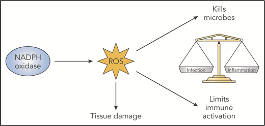 Figure 2. NADPH oxidase–derived ROS have beneficial and deleterious effects. NADPH oxidase–derived ROS have damaging oxidative effects that are important for microbial killing but can damage host tissues. In addition, derivative ROS have immunoregulatory effects, which act to balance immune responses that otherwise promote inflammation and even autoimmunity. Likely factors contributing to abnormal inflammation in the absence of NADPH oxidase ROS include impaired digestion of microbes or debris, increased proinflammatory cytokine production reflecting changes in redox-regulated signals, delayed clearance of inflammatory neutrophils, and altered antigen presentation. Professional illustration by Patrick Lane, ScEYEnce Studios.