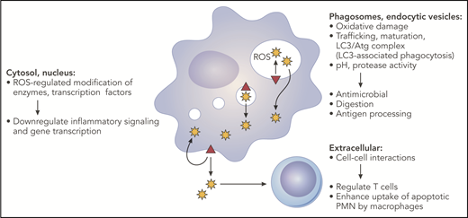 Figure 3. NADPH oxidase–derived oxidants can influence multiple aspects of innate and adaptive immune responses. The phagocyte NADPH oxidase (red triangle) is assembled on the plasma membrane, phagosomes, and endocytic compartments. Superoxide is released inside membrane compartments or the extracellular space and is rapidly converted into derivative ROS. This includes dismutation to H2O2, which is membrane permeant and, thus, can diffuse into the cytosol. Oxidase-generated ROS can have many effects, depending on the site of ROS production, and, thus, can impact multiple pathways important for innate and adaptive immunity. See text for additional details. Professional illustration by Patrick Lane, ScEYEnce Studios.