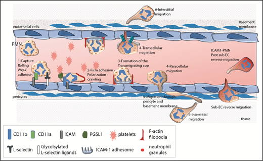 Figure 1. The leukocyte extravasation cascade is controlled by sequential adhesive interactions between leukocytes and ECs. This schema depicts various steps of the extravasation cascade and the adhesive molecules that are involved at each step. The neutrophil extravasation cascade involves a sequence of tethering and rolling along the endothelium, followed by firm adhesion and arrest onto the endothelium. Subsequently, neutrophils undergo lateral migration or crawling on ECs to find a permissive site for transmigration. During this step, the formation of the ICAM-1 adhesome and F-actin–rich filopodia emerging from ECs are critical prior to diapedesis. Diapedesis can occur at EC junctions (paracellular migration) or through the EC body (transcellular migration). Once they have crossed the perivascular basement membrane, neutrophils migrate into the interstitial tissue. They can also return to the blood circulation in a reverse migration process. PMN, polymorphonuclear neutrophil.