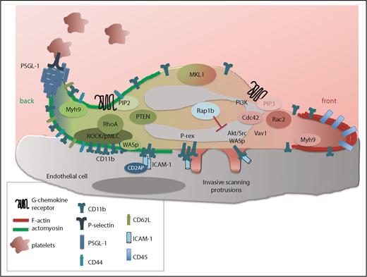 Figure 2. Mechanism of leukocyte polarity and crawling. Upon firm adhesion, neutrophils flatten and adopt a polarized shape with a cell front enriched in polymerized F-actin protrusions (red) and a rear end (or back) enriched in actomyosin contractile filaments (green). This asymmetric shape is controlled by 2 major signaling networks. One is activated at the cell front and involves high levels of PI3K-PIP3 and subsequent Rac1/2-mediated actin polymerization formation. Another is activated at the cell rear and involves phosphatase and tensin homolog (PTEN)–mediated PIP2 and RhoA-driven actomyosin contraction. In addition, Myh9 and MKL1 activity are necessary for proper regulation of F-actin and actomyosin reorganization. Cdc42 signaling, while localized at the cell front, controls the uropod via WASp, which in turn enhances CD11b clustering and RhoA signaling. Lastly, invasive protrusions, which are promoted by Src and Akt signaling but limited by Rap1b, develop at the ventral and lateral part of the leukocyte to scan for a permissive site of transmigration. During polarization, PSGL-1 accumulates at the tip of the uropod and scans for activated platelets in order to maintain neutrophil polarity and crawling properties. In ECs, CD2AP limits the ICAM-1 adhesome. pMLC, phosphorylation of the myosin light chain; ROCK, Rho-associated protein kinase.