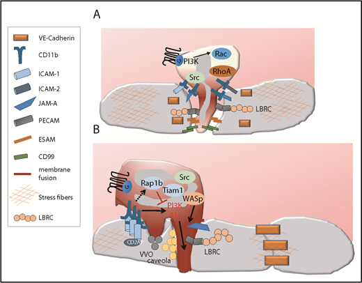 Figure 3. Route of diapedesis. (A) The paracellular route. Paracellular migration is associated with the disruption of the EC junction to form a gap through which the cells migrate, and it involves the sequential engagement of several adhesive receptors, some of which are recruited to the EC plasma membrane via the LBRC. Paracellular migration is favored when the EC content in stress fibers is high, which helps open EC junctions. (B) The transcellular route. During transcellular migration, EC junctions remain intact. Instead, neutrophil-EC contacts fuse (represented in dark red) and remodel into a transcellular channel forming a path for leukocytes. This necessitates the recruitment of an actin-rich membrane, ICAM-enriched caveola, and vesicle vesicular vacuolar organelles (VVO) as well as the recruitment of various adhesive molecules via the LBRC. Several signaling mechanisms important for invasive protrusions and transcellular have been identified. High ICAM density, high integrin signaling, low Rap1b/Tiam1, and subsequent high PI3K/Akt signaling trigger neutrophil invasive protrusions and transcellular migration. CD2AP in ECs destabilizes ICAM clusters and limits transcellular migration. Transcellular migration is favored when the EC content in stress fibers is low but the EC junctions are tight. ESAM, endothelial cell–selective adhesion molecule.