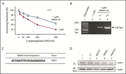 Figure 1. RNAi screening identifies loss of HAP1 in l-asparaginase–resistant ALL cells. (A) Parental SEM leukemic cells (*) infected with shRNA library (Lib; open circles) showed resistance to l-asparaginase compared with cells infected with an empty pRS vector (red circles). Cells were treated with different concentrations of l-asparaginase for 4 days; surviving fractions were quantified by Alamar blue assay. Values are means ± standard error of the mean from 3 independent experiments. (B) Presence of a 642-bp shRNA insert in cells infected with retrovirus carrying the shRNA Lib following the first (puromycin) and second (l-asparaginase) screening. PCR was performed using gDNA as a template and pRS forward (CCCTTGAACCTCCTCGTTCGACC) and reverse (GAGACGTGCTACTTCCATTTGTC) primers. (C) Identification of HAP1 loss in l-asparaginase–resistant cells. l-asparaginase–resistant clones isolated by soft agar colony formation assay were subjected to gDNA isolation and PCR using the primers indicated previously. PCR products (642 bp) containing an shRNA insert resolved in 1% agarose gel were cut, extracted, and sequenced using the pRS-sequence primer GCTGACGTCATCAACCCGCT. The HAP1 target sequence was identified from 3 independent l-asparaginase–resistant clones. (D) HAP1 is expressed in SEM cells as well as C1, MOLT3, TIB202, and POETIC223 ALL cells. Cell lysates (80 μg) were resolved by SDS-PAGE and immunoblotted using HAP1 or actin antibody.