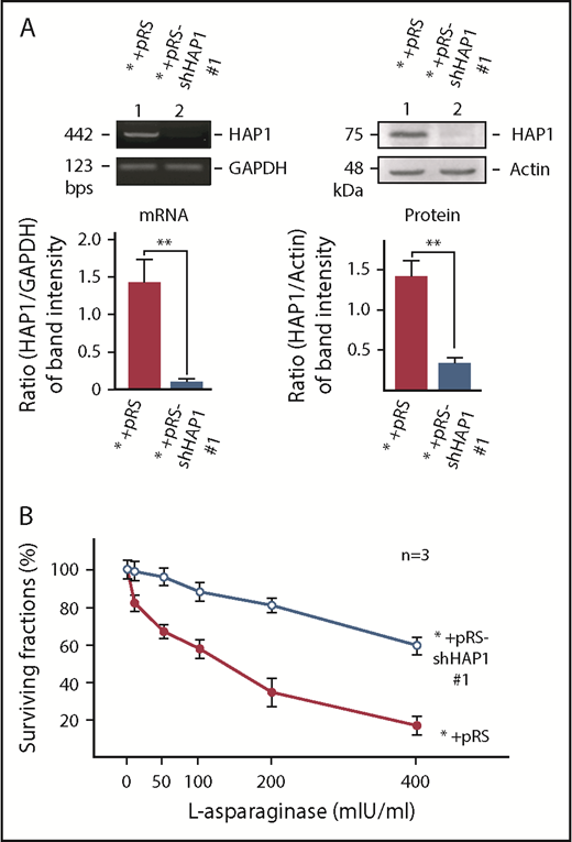 Figure 2. Specific knockdown of HAP1 confers l-asparaginase resistance. (A) Depletion of HAP1 mRNA (left) and protein (right) in cells infected with retrovirus carrying pRS-shHAP1 #1. Representative data (upper) from 1 of 3 independent experiments showing similar result patterns are shown. Bottom panels show the ratios of HAP1 levels vs GAPDH (for mRNA) or actin (for protein) levels from densitometric analysis of gel/blot images. Standard deviation for the 3 independent sets of experiments was calculated based on the ratios of the levels of HAP1 vs GAPDH (for mRNA) or vs actin (for protein) that were, in turn, based on densitometry of gels/blots using National Institutes of Health Image J 1.61 with the GAPDH and actin values, respectively, normalized to 1.0. (B) Infection of parental SEM leukemic cells (*) with retrovirus carrying pRS-shHAP1 #1 confers l-asparaginase resistance. Cells were treated with l-asparaginase for 4 days and surviving fractions were quantified using Alamar blue assay. Values are means ± standard error of the mean from 3 independent experiments.