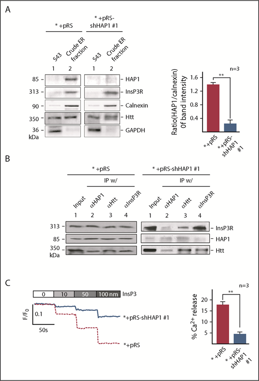 Figure 3. HAP1 depletion in leukemic cells inhibits InsP3-InsP3R–mediated Ca2+ release from the ER. (A) Crude ER fractions in SEM control cells or depleted of HAP1 were isolated,44 as described in “Materials and methods.” These were then examined for HAP1, Htt, and InsP3R levels, and ER enrichment and potential contamination with cytoplasmic proteins by immunoblotting for calnexin, an ER marker, and GAPDH, respectively. S43 denotes the supernatant from the crude ER preparation following centrifugation at 43 000 rpm (Beckman OptimaTM L-90K ultracentrifuge SW-41, as described in “Materials and methods”). Values are means ± standard error of the mean from 3 independent experiments. Calculation was based on the ratios of the levels of HAP1 vs calnexin that were, in turn, based on densitometry of blots with the calnexin value normalized to 1.0. (B) HAP1-depleted cells show reduced formation of the HAP1-Htt-InsP3R ternary complex. ER fractions from control (left) and HAP1-depleted (right) cells were lysed and subjected to IP using InsP3R, Htt, or HAP1 antibody. IP samples were resolved by SDS-PAGE and immunoblotted for HAP1, Htt, or InsP3R. (C) InsP3-InsP3R–mediated Ca2+ release from the ER is inhibited in HAP1-depleted cells. The chart on the right shows the difference in calcium release from internal stores of control and HAP1-depleted cells upon treatment with 100 nM InsP3. **P < .05. Measurement of Ca2+ release from the ER45 upon InsP3 treatment is described in “Materials and methods.” ER Ca2+ release was measured every 2 seconds using a Shimadzu RF 5301PC spectrofluorometer Ca2+ imaging at λex = 495 nm and λem = 530 nm. Representative data from 1 of 3 independent experiments showing similar result patterns, and indicating reproducibility, are shown in panels A-C.