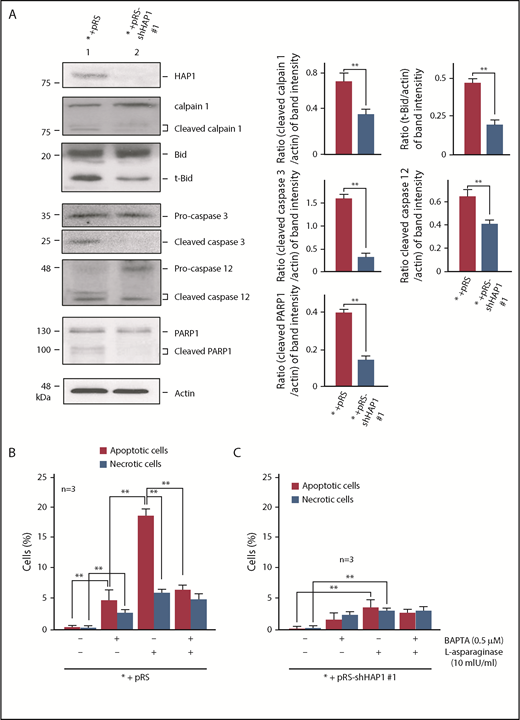 Figure 5. HAP1 loss promotes leukemic cell survival and prevents apoptosis through downregulation of the Ca2+-mediated calpain-1-Bid-caspase-3/12 apoptotic pathway. (A) SEM control cells or depleted of HAP1 were treated with l-asparaginase (10 mIU/mL) for 24 hours. Cell lysates were subjected to SDS-PAGE and immunoblotted (left) for HAP1, and intact and cleaved calpain-1, Bid, caspase-3, caspase-12 and PARP1, and actin. Representative blots from 3 independent experiments showing similar result patterns are shown. Charts on the right show the densitometry analysis (National Institutes of Health Image J 1.61) of blots from 3 independent experiments. Apoptotic and necrotic populations of cells double-stained with PI- and FITC-labeled Annexin V were assessed by flow cytometry. (B) SEM control cells are more vulnerable to apoptosis on l-asparaginase treatment compared with (C) HAP1-depleted cells. Apoptosis and necrosis were assessed after 12 hours of 10 mIU/mL of l-asparaginase treatment as described in “Methods and materials.” Values are means ± standard error of the mean from 3 independent experiments. **P < .05.