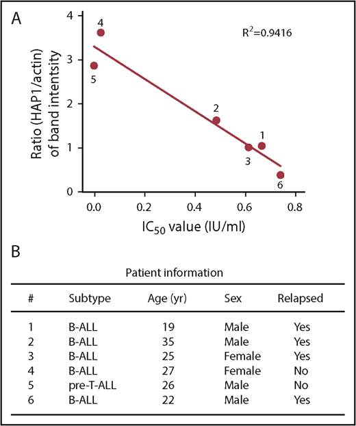 Figure 6. Reduced level of HAP1 in ALL patient leukemic cells correlates with increased resistance to l-asparaginase. (A) The panel of primary leukemia cell samples (n = 6) isolated from patient’s peripheral blood samples were treated with different concentrations of l-asparaginase, and IC50 values were calculated after plotting l-asparaginase dose-dependent survival of leukemic cells measured by Alamar blue assay. Ratios of the HAP1 vs actin levels in patient samples (n = 6) were determined following densitometry analysis of immunoblots using the National Institutes of Health Image J 1.61 software. Numbers by the symbols correspond to patient number in panel B, which shows patient information.