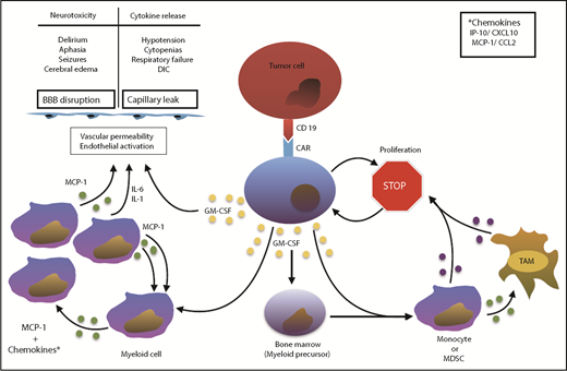 Pathophysiologic mechanism of neurotoxicity and CRS. GM-CSF is produced by CAR T cells upon contact with tumor and serves as a communication conduit between the specific immune response of the CAR T cells and the off-target inflammatory cascade produced by myeloid lineage cells. GM-CSF acts directly on myeloid cells to expand, activate, and promote the production of other chemokines, including MCP-1/CCL2, IP-10/CXCL10, and cytokines IL-6 and IL-1. Once initiated, the inflammatory cascade can become self-perpetuating as the production of chemokines results in further expansion and trafficking of myeloid cells to the tumor bed. The positive feedback loop can result in abnormally high levels of inflammatory cytokines, endothelial activation, vascular permeability, and ultimately, NT and CRS. GM-CSF also acts directly on myeloid lineage cells to promote the expansion and trafficking of myeloid derived suppressor cells (MDSC) and tumor-associated macrophages (TAM), which have been demonstrated to inhibit T-cell proliferation and effector functions.