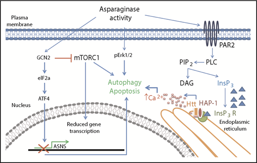 Asparaginase removes asparagine supply from the extracellular environment creating an asparagine-starved environment. At the cellular level, asparagine starvation causes the activation of the amino acid response mechanism triggered by the presence of uncharged transfer RNAs and initiated by the general control nonrepressible-2 (GCN2) kinase. GCN2 activation has a double downstream effect: it induces expression of stress response proteins by activating the eukaryotic initiation factor 2 (eIF2a)-activating transcription factor 4 (ATF4) transduction axis and it represses general protein synthesis by repressing Akt/mTORC1 activity. Failure in expression of stress response proteins such as asparagine synthetase (ASNS) causes activation of proautophagy mechanisms and, eventually, apoptosis. Lee et al described a new route for asparaginase proapoptotic signaling that involves the activation of the protease-activated receptor 2 (PAR2)/InsP3R Ca2+-mediated pathway. Failure in its activation because of HAP1 loss has a relevant effect on the capability of asparagine starvation to trigger apoptosis in leukemia cells.