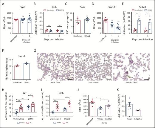 Figure 2. DENV-induced thrombocytopenia is MC-dependent. (A) Platelet counts were not reduced in MC-deficient (Sash) mice infected with DENV2 (1 × 106 PFU via intraperitoneal injection) at 24 and 72 hours postinfection (n = 8-12 per group). (B) No significant differences in platelet activation were observed between uninfected and DENV2-infected Sash mice, determined by staining blood isolated 24 and 72 hours postinfection for platelet marker CD41 and activation marker CD62P, followed by analysis by flow cytometry (n = 4-5 per group). Flow cytometry gating strategy is presented in supplemental Figure 2A. (C) Platelets were labeled in mice through injection of an antibody against platelet GP1b. Spleens of DENV2-infected and control Sash mice were isolated 3 days postinfection, and cells were stained for CD11b and F4/80 and analyzed by flow cytometry. No significant differences in the numbers of Platelet+ Macrophages (CD11b+F4/80+GP1b+) were observed between uninfected and DENV-infected Sash mice (n = 4). Flow cytometry gating strategy is presented in supplemental Figure 2B. (D) Sash mice that were reconstituted with MCs (Sash-R) were infected with DENV2. A significant reduction in circulating platelets was observed in Sash-R mice infected with DENV compared with uninfected controls at 24 and 72 hours postinfection (n = 7-8 per group). (E) Increased numbers of activated platelets (CD41+CD62P+) were detected in the circulation of DENV-infected Sash-R mice compared with uninfected controls at 24 and 72 hours postinfection (n = 3-4 per group). (F) Increased numbers of Platelet+ Macrophages were detected in the spleens of DENV-infected Sash-R mice compared with uninfected control spleens (n = 3-4 per group). (G) Representative eosin and methylene blue staining of peripheral blood smears from WT, Sash and Sash-R mice, day 3 postinfection showing aggregates in infected WT and Sash-R mice, but not Sash mice. Some individual platelets are indicated by arrows. Platelet aggregates are surrounded by dashed lines. Scale bar, 25 μm. Whole blood from (H) WT or (I) Sash mice was isolated and stimulated with DENV2, or cocultured with MCs or MCs+DENV2 for 15 minutes. Cells were then fixed and stained for CD41 and CD62P and analyzed by flow cytometry (n = 6-7 per group). For panels D-E, coculture with DENV or MCs raised the activation levels of platelets, but was significantly enhanced with coculture with MCs+DENV2. (J) Ketotifen treatment (6 mg/kg) of DENV-infected mice significantly increased platelet counts compared with vehicle treatment (24 hours postinfection). (K) Ketotifen also reduced platelet activation compared with controls receiving vehicle treatment (n = 4-5 per group). Error bars represent the standard error of the mean. P values were determined by Student’s unpaired t test. ns, not significant; *P < .05; **P < .01; ***P < .001; ****P < .0001.
