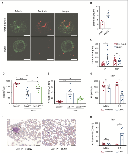 Figure 3. MC-derived serotonin promotes DENV-induced thrombocytopenia. (A) Serotonin was detected by immunostaining of control BMMCs, whereas activation of BMMCs and release of serotonin was observed after incubation with DENV2 at a multiplicity of infection of 1 for 2 hours. Scale bar, 20 μm. (B) BMMCs release serotonin into the cell culture supernatant after DENV exposure as in panel A, measured by enzyme-linked immunosorbent assay. (C) WT and Sash mice were infected with DENV2 (1 × 106 PFU via intraperitoneal injection). At 24 hours postinfection, plasma was isolated and serotonin levels were measured by enzyme-linked immunosorbent assay. (D-F) Mice selectively deficient in MC serotonin were generated through reconstitution of Sash mice with BMMCs deficient in TPH-1 (Sash-RTPH1-KO). For controls, mice were reconstituted with BMMCs from WT mice (Sash-RWT). A schematic of the experimental strategy is provided in supplemental Figure 4A. (D) Platelet counts decreased significantly in Sash-RWT infected with DENV2, but not in infected Sash-RTPH1-KO mice at day 3 postinfection (n = 4-7 per group). (E) Increased numbers of activated platelets (CD41+CD62P+) were detected in the circulation of DENV-infected Sash-RWT mice, but not in infected Sash-RTPH1-KO compared with uninfected controls. Flow cytometry gating strategy is presented in supplemental Figure 2A (n = 7-9 per group). (F) Representative eosin and methylene blue staining of peripheral blood smears day 3 postinfection. Some individual platelets are indicated by arrows. Platelet aggregates are surrounded by a dashed line. Scale bar, 25 μm. (G) Sash mice were infected with DENV2 and treated with 150 mg/kg serotonin or vehicle daily. Blood was taken for analysis 3 days postinfection. In infected animals, treatment with serotonin significantly reduced circulating platelet counts compared with vehicle treatment zanimals. (H) Serotonin treatment resulted in increased platelet activation in infected mice compared with vehicle-treated controls (n = 5-8 per group). Means are presented with error bars representing the standard error of the mean. P values were determined by 1-way ANOVA for panels C-D or by Student’s unpaired t test for panels B, F-G. ns, not significant; *P < .05; **P < .01; ***P < .001; ****P < .0001.