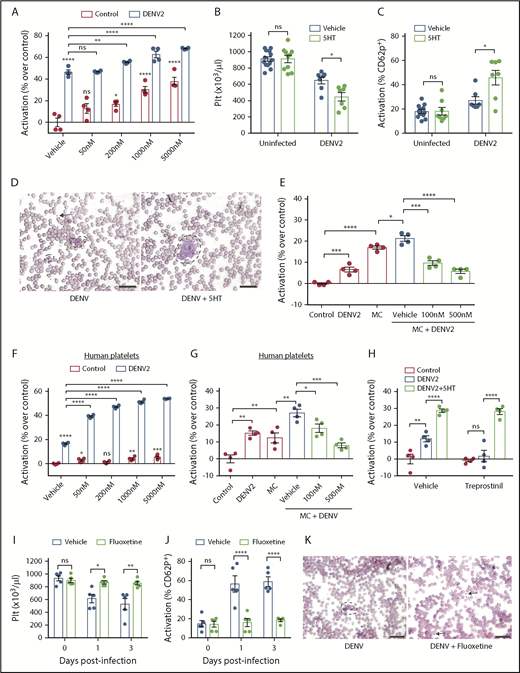 Figure 4. Serotonin exacerbates platelet activation to DENV via 5HT2 receptors and downstream pathways. (A) Whole blood from WT mice was isolated and stimulated ex vivo with DENV2, in the presence of serotonin (50 nM, 200 nM, 1 μM or 5 μM) for 15 minutes. Cells were then fixed and stained for platelet marker CD41 and activation marker CD62P and analyzed by flow cytometry (n = 4). The flow cytometry gating strategy is presented in supplemental Figure 2A. DENV raised the activation levels of platelets, which was significantly further increased in the presence of serotonin. (B) WT mice were infected with DENV2 (1 × 106 PFU I) and treated with 150 mg/kg of serotonin or vehicle daily. Serotonin treatment worsened thrombocytopenia during DENV infection compared with vehicle-treated mice, at 3 days postinfection. (C) DENV infection resulted in increased platelet activation, which was further increased when mice were also treated with exogenous serotonin (n = 7-13 per group). (D) Representative peripheral blood smears, day 3 postinfection, show platelet aggregation (dashed lines) was more visually apparent after exogenous serotonin treatment compared with DENV infection. Some individual platelets are indicated by arrows. Scale bar = 25 μm. (E) Whole blood from WT mice was isolated and stimulated with DENV2, MCs or MC+DENV2 in the presence of vehicle or ketanserin (100 nM or 500 nM) for 15 minutes. Cells were then analyzed by flow cytometry. Coculture with DENV or MCs raised the activation levels of platelets but was significantly further enhanced in the presence of MC+DENV2. This was abolished with ketanserin treatment (n = 4). (F) Whole blood from healthy human volunteers was isolated and stimulated with DENV2, serotonin, or DENV2+serotonin for 15 minutes. Cells were then fixed and stained for platelet markers CD41 and CD62P and analyzed by flow cytometry. DENV raised the activation levels of platelets. DENV in the presence of serotonin significantly enhanced platelet activation over control and DENV groups (n = 4). (G) Human whole blood was stimulated with DENV2, MCs or DENV2+MCs in the presence of vehicle or ketanserin (100 nM or 500 nM) for 15 minutes before assessment of platelet activation. Ketanserin treatment abolished the significant increase in platelet activation that occurred in the DENV2+MC treated group compared with controls (n = 4). (H) Mouse blood was incubated with 25 nM treprostinil for 10 minutes before stimulation with DENV and 5 μM serotonin for 15 minutes, followed by assessment of platelet activation. Treprostinil prevented DENV-induced platelet activation, which was overcome in the presence of serotonin (n = 4). (I-K) WT mice (n = 5 per group) were treated with either fluoxetine or vehicle for 2 weeks and subsequently infected with DENV2 (1 × 106 PFU intraperitoneally). (I) Fluoxetine pretreatment prevented thrombocytopenia after DENV2 infection. (J) There was reduced platelet activation when mice were treated with fluoxetine prior to DENV2 infection. (K) Representative peripheral blood smears, day 3 postinfection, show decreased platelet aggregation (dashed lines) when mice were treated with fluoxetine. Some individual platelets are indicated by arrows. Scale bar = 25 μm. Error bars represent the standard error of the mean. P values were determined by 1-way ANOVA or by Student’s unpaired t test for panels in vivo experiments. ns, not significant; *P < .05; **P < .01; ***P < .001; ****P < .0001.