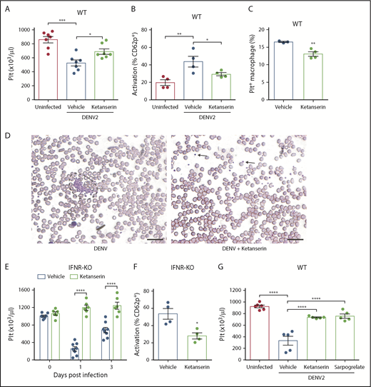 Figure 5. Targeting serotonin receptors reduces thrombocytopenia by limiting platelet activation. (A) DENV infection in WT mice decreased platelet counts 3 days postinfection, which was reversed by ketanserin treatment (8 mg/kg; n = 7). (B) Ketanserin treatment in DENV-infected mice significantly reduced platelet activation compared with vehicle-treated controls, determined by flow cytometry, after staining blood isolated 24 hours postinfection for activated platelets (CD41+CD62P+) (n = 4). Flow cytometry gating strategy is presented in supplemental Figure 2A. (C) Platelets were labeled in mice through injection of an antibody against GP1b before infection. Spleens of DENV2-infected mice were isolated 3 days postinfection, and cells were stained for CD11b and F4/80 and analyzed by flow cytometry. There was a significant decrease in the numbers of Platelet+ Macrophages (CD11b+F4/80+GP1b+) in ketanserin-treated mice compared with vehicle-treated controls (n = 3-4). Flow cytometry gating strategy is presented in supplemental Figure 2B. (D) Staining of peripheral blood smears day 3 postinfection showed the presence of aggregates (surrounded by dashed lines) in vehicle-treated mice but no aggregates (individual platelets indicated by arrow) in ketanserin-treated mice. Scale bar, 25 μm. (E-F) IFNR-KO mice were infected with DENV2 and treated with 8 mg/kg ketanserin or vehicle daily. (E) Ketanserin treatment rescued platelet counts during DENV infection. (F) Ketanserin treatment of DENV-infected mice resulted in a significant reduction in platelet activation compared with vehicle treated-controls at day 3 postinfection (n = 4-5 per group). (G) WT mice were infected with DENV2 and treated with ketanserin (8 mg/kg), sarpogrelate (3 mg/kg), or vehicle. Treatment with either 5HT2A antagonist rescued thrombocytopenia during DENV infection, compared with vehicle-treated controls. Data represent the mean and error bars represent the standard error of the mean. P values were determined by Student’s unpaired t test or by 1-way ANOVA (G). *P < .05; **P < .01; ***P < .001; ****P < .0001.