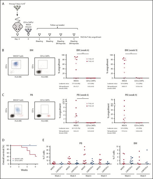 Figure 5. CD1a CARTs fully abolish the progression of primary CD1a+ coT-ALL blasts in a PDX setting. (A) Scheme of the PDX model. NSG mice (n = 5–6/group) were IV injected with 1 × 106 primary coT-ALL cells followed 3 days after by a single IV injection of 1 × 106 MOCK or CD1a CARTs. Tumor burden was monitored according to FACS every other week by bleeding and BM aspirate after 6 and 9 weeks. Frequency of leukemic mice and levels of leukemia in BM (B) and PB (C) 6 and 9 weeks after infusion of CARTs. The left panels show representative FACS plots. Primary CD1a+ T-ALL blasts are shown in blue, effector T cells are shown in red, and mouse cells are shown in black. (D) Nine-week OS of coT-ALL primografts receiving either CD1a CARTs or MOCK T cells. (E) Effector T-cell persistence over time in PB (week 2 toward week 9) and BM (weeks 6 and 9). Each dot represents an independent mouse. *P < .05, **P < .01, ***P < .001, Malcolm-Cox test.