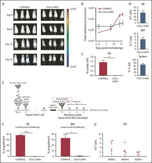 Figure 6. CD1a CARTs retain the ability to control progression of CD1a+ cell lines and coT-ALL primary samples in a rechallenge PDX setting. (A) IVIS imaging of Jurkat cells burden in the rechallenged mice. (B) Total radiance quantification over time in the mice rechallenged with Jurkat cells. (C) Circulating Jurkat cells in PB 16 days after rechallenge. (D) Robust effector T-cell persistence in PB, BM, and spleen at euthanization of the rechallenged animals. (E) Scheme of the rechallenge PDX experiments using coT-ALL primary samples. CART-bearing PDX mice were rechallenged with 1 × 106 primary CD1a+ T-ALL 7 weeks after initial CART infusion. (F) Secondary coT-ALL burden in engrafted PB (left panel) and BM (right panel) 6 weeks after leukemia rechallenge. (G) Effector T-cell persistence over time in PB (weeks 2, 4, and 6) from PDXs rechallenged with coT-ALL primary samples. Each dot represents an independent mouse. *P < .05, **P < .01, ****P < .0001.