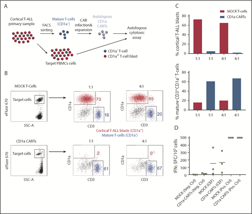 Figure 7. CD1a CARTs derived from patients with coT-ALL at presentation (specifically lyse autologous CD1a+ T-ALL blasts). (A) Scheme depicting the experimental design for the autologous cytotoxic assay. Mature (normal) CD3+CD1a– T cells were FACS-purified from the PB of a patient with coT-ALL, infected with CD1a CAR, expanded, and exposed to autologous total PBMCs. (B) FACS analysis of autologous cytotoxic 48-hour assay at 1:1 and 4:1 E:T ratios. eFluor 670–labeled total PBMC target population contains CD1a+ T-ALL blasts (red) and mature CD3+CD1a– T cells (blue). (C) Quantification of CD1a CART-mediated specific lysis for coT-ALL blasts (upper panel) and CD3+CD1a– mature T cells (bottom panel). (D) ELISpot showing the number of IFN-γ SFC from mock vs CD1a CARTs stimulated with a pool of peptides from CMV, EBV, and flu (CEF). Staphylococcal enterotoxin B was used as positive control. SFC, spot-forming cell.