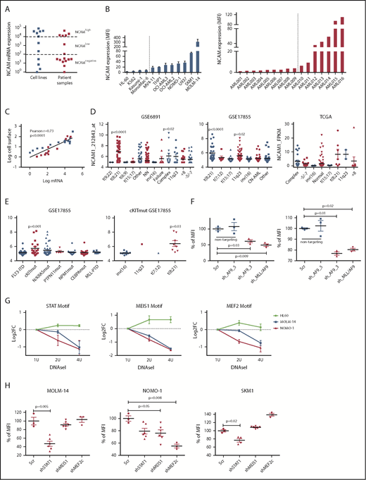 Figure 1. NCAM1 is heterogeneously expressed in all AML subsets. (A) Quantitative mRNA expression of NCAM1 was assessed in 11 AML cell lines (blue) and 16 patient samples (red). Cycle threshold (CT) values were normalized to glyceraldehyde 3-phosphate dehydrogenase (GAPDH) and log-fold expression is shown relative to the sample with lowest NCAM1 expression for each group. Cutoff values were arbitrarily chosen as <1 × 102 for NCAM−, 1 × 102-1 × 104 for NCAMlow, and >1 × 104 for NCAMhigh samples. (B) Cell surface expression of NCAM1 relative to isotypic immunoglobulin G (IgG) control in indicated AML cell lines (left panel) and patient samples (right panel) was analyzed by flow cytometry. Dotted lines separate NCAM1− from NCAM1+ samples. Error bars represent mean of 3 measurements ± SD of mean. (C) Correlation of NCAM1 mRNA and cell surface expression (log10 transformed values; Pearson correlation, r). (D-E) Analysis of NCAM1 expression across different cytogenetic (D) and molecular (E) groups derived from the indicated data sets. Analysis of variance (ANOVA) was significant at P < .01 in all comparisons. Shown P values represent significant differences between the corresponding group and mean values of all other groups. (F) Flow cytometry analysis of NCAM1 cell surface expression was performed 3 days after Dox-mediated induction of shRNA (shAF9_3′, shAF9_5′, shMLL-AF9 or Scr) as indicated. Shown is the mean fluorescence intensity (MFI) relative to Scr_shRNA controls and was compared by the 2-tailed Student t test. Error bars represent mean of 3 measurements ± SD of mean. (G) qPCR after DNAseI treatment at regions flanking indicated motifs near the NCAM1 transcription start site (TSS). The y-axis shows log2-fold changes (FC) between the Ct values at baseline (1 U) and increasing DNAseI concentrations (2 U and 4 U). Shown are results of 2 independent experimental replicates for each cell line. (H) Flow cytometry analysis of NCAM1 cell surface expression was performed 3 days after Dox-mediated induction of shRNA expression directed against STAT1, MEIS1, MEF2c, or Scr as indicated. Shown is the MFI relative to Scr_shRNA controls. Differences were compared using the 2-tailed Student t test. Error bars represent mean of 3 to 6 measurements ± SD of mean.
