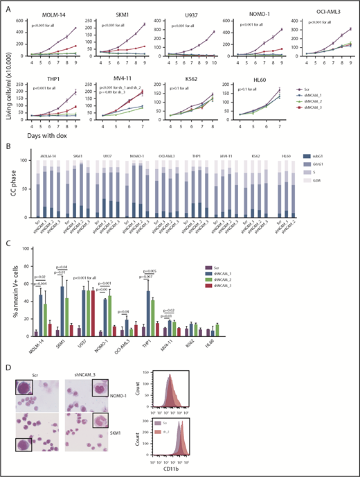 Figure 2. NCAM suppression inhibits cell growth and enhances differentiation and cell death. (A) Measurement of proliferation after Dox-mediated induction of different shRNA clones directed against NCAM1 (shNCAM_1, _2, _3) in the indicated cell lines. Cell count was performed daily starting at day 4 of Dox treatment. Error bars represent mean of 3 measurements ± SD of mean. (B-C) Cell cycle (CC) analysis and measurement of apoptosis were performed at day 5 after Dox-mediated induction of different shRNA clones directed against NCAM1 (shNCAM_1, _2, _3) or Scr as indicated. Shown is the fraction of cells in subG1, G1, S, and G2/M phase (B) and the percentage of Annexin V+ cells (C). Statistic analyses were performed by the 2-tailed Student t test. Error bars represent mean of 3 experiments for each condition ± SD of mean. (D) May-Grünwald-Giemsa staining and expression analysis of CD11b at day 5 after Dox-mediated induction of shNCAM_3 or Scr shRNA. Scale bar, 10 μM; the enlarged cells in the corners are 4× enhanced. Shown are representative examples of myelomonocytic differentiation and CD11b cell surface expression (N = 3).