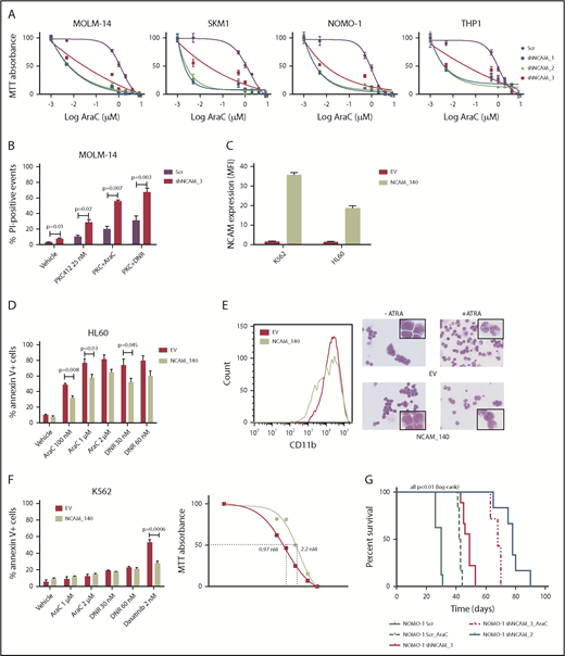 Figure 3. NCAM1 expression confers a drug-resistance phenotype. (A) Cell lines were exposed to Dox for 4 days and different concentrations of Ara-C (0.1- 8 µM) for 48 hours. Cell proliferation was assessed by MTT absorbance at day 4. Error bars represent mean of 3 measurements ± SD of mean. (B) MOLM-14 cells were exposed to Dox for 4 days and either DMSO (vehicle), 25 nM PKC412, Ara-C (1 μM) or daunorubicin (DNR; 30 nM) for 48 hours. Cell death was assessed by flow cytometry–based measurement of the propidium iodide–positive population and compared by 2-tailed Student t test. Error bars represent mean of 3 measurements ± SD of mean. (C-E) The NCAM1− cell lines K562 and HL60 were transduced with lentiviral particles either expressing the NCAM1_140 isoform (NCAM_140) or empty vector (EV) control. (C) Expression of NCAM1 was analyzed by flow cytometry and shown as MFI values relative to IgG isotype control. HL60 cells were exposed to DMSO (vehicle), Ara-C, or daunorubicin as indicated. (D) Apoptosis was assessed by flow cytometry–based analysis of Annexin V/7-AAD double-positive population after treatment of 24 hours as indicated and compared by 2-tailed Student t test. Error bars represent mean of 3 measurements ± SD of mean. (E) Differentiation was explored upon treatment with 2 μM ATRA or vehicle (DMSO) for 48 hours. Left, CD11b cell surface expression analysis by flow cytometry; right, images of cells stained with Max-Grünwald-Giemsa (scale bar, 10 μM; the enlarged cells in the corners are 4× enhanced). Shown are representative examples of 3 independent experiments. (F) EV- or NCAM_140-overexpressing K562 cells were treated for 48 hours as indicated. Apoptosis was assessed by flow cytometry-based analysis of Annexin V/7-AAD double-positive population and compared by 2-tailed Student t test (left). Error bars represent mean of 3 measurements ± SD of mean. Right, K562 cells were treated with different concentrations of dasatinib and inhibition of proliferation was assessed by MTT absorbance. (G) NSG mice (N = 5 per group) were engrafted with 1 × 106 NOMO-1 cells expressing either Scr, shNCAM_2, or shNCAM_3 shRNA clones. All mice received Dox starting on day 15, which was discontinued in living animals on day 55. NOMO-1_Scr and shNCAM3 were either treated with vehicle or Ara-C (10 mg/kg) once daily subcutaneous between day 20 and 30. Survival of mice is shown as Kaplan-Meier curves.