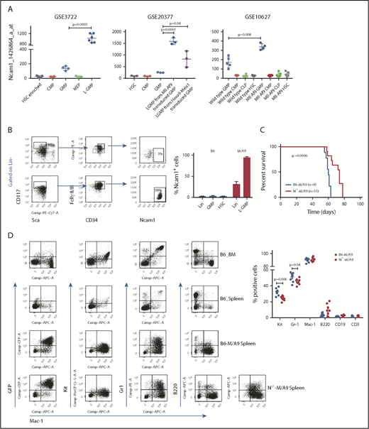 Figure 4. Ncam1 is highly expressed in murine leukemic Mll-Af9 stem cells. (A) Expression of Ncam1 was compared between normal hematopoietic and different leukemic progenitor populations in the indicated gene expression data sets. (B) Ncam1 cell surface expression in different normal and leukemic progenitor populations was analyzed by flow cytometry. Shown are scatter plots of representative samples (left) depicting the gating strategy to compare Ncam1 expression in GMP vs L-GMP. Right, Bar graphs showing the percentage of Ncam1 expression in indicated hematopoietic populations. Error bars represent mean of 3 biological replicates ± SD of mean. (C) Kaplan-Meier survival curves of recipient animals transplanted with equal amounts of B6-M/A9 or N−/−-M/A9 whole BM cells. Differences were compared by the log-rank test. (D) Representative scatter plots showing expression of GFP, c-Kit, Gr1, B220, and Mac1 in normal murine BM (B6_BM) and spleen (B6_Spleen) cells and B6-M/A9 and N−/−-M/A9 spleen cells (left). The percentage of positive labeled cells of B6-M/A9 and N−/−-M/A9 samples was compared by 2-tailed Student t test (right). Error bars represent mean of 8 biological replicates ± SD of mean.