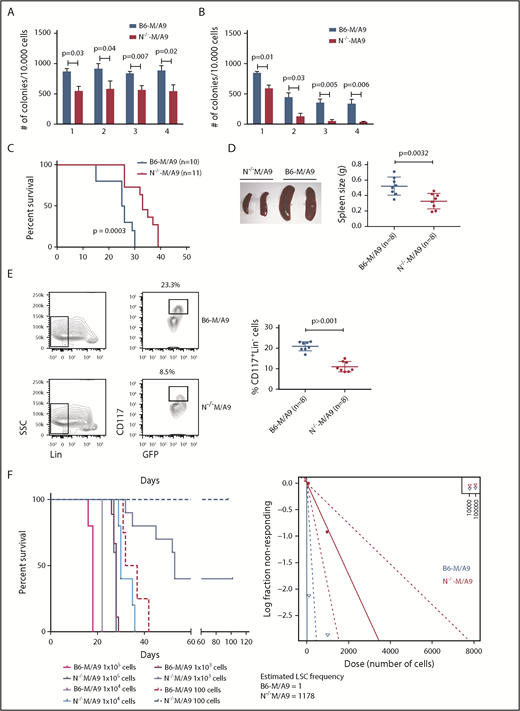 Figure 5. Ncam1 expression confers stress resistance and prevents LSC exhaustion. (A-B) Clonogenic assays using isogenic B6-M/A9 and N−/−-M/A9 cells. Replating was performed every 7 days (A) and every 10 days (B). The number of colonies was compared by 2-tailed Student t test. Error bars represent mean of 3 to 5 biological replicates ± SD of mean. (C) Kaplan-Meier survival curves of secondary transplanted animals (100 000 cells per mouse). Survival of B6-M/A9 (n = 10) or N−/−-M/A9 (n = 11) recipients was compared by the log-rank test. (D) Left, Representative examples of spleens derived from leukemic mice. Right, Statistics of spleen sizes derived from secondary transplanted B6-M/A9 or N−/−-M/A9 mice. (E) Left, representative scatter plots of CD117 expression; right, statistics showing the percentage of Lin−Kithigh B6-M/A9 (N = 8) or N−/−-M/A9 (N = 8) AML cells after secondary transplantation. (F) Limiting-dilution transplantation experiment. Animals were transplanted with different numbers of BM cells derived from secondary recipients as indicated (1 × 105: n = 3; all other groups: n = 5). Red/purple colors represent wild-type animals, blueish colors Ncam1-depleted animals. Left, Survival of each group is shown as Kaplan-Meier curve. The estimated LSC number was calculated by L-Calc (see “Materials and methods”). Left, Corresponding extreme limiting dilution analysis graph.