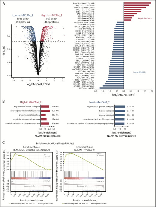 MEK-ERK signaling is a crucial pathway and a therapeutic target in NCAM+ AML. (A) Quantitative phosphoproteomics of stable isotope labeled Scr- and shNCAM_2-expressing NOMO-1 cells. Left, Volcano plot displaying differential phosphorylation sites of the phosphoproteomic data. Right, Selected differential phosphorylation sites that have a documented impact on the protein function. Data were provided from 3 independent experiments. Statistical analysis was performed with the Limma package in R. (B) List of the 5 most enriched GO biological processes (GO BP) terms for enriched phosphorylation in the indicated groups. (C) RNA-seq was performed after Dox-mediated induction of scrambled shRNA or shNCAM_2 in MOLM-14, SKM1 and NOMO-1 cells for 72 hours and gene set enrichment analysis was performed using the GSEA preranked on all the expressed transcripts. Shown are the gene signatures that most significantly decrease after NCAM downregulation. (D) Samples of the TCGA dataset were preselected for the top (NCAM1_high) and bottom (NCAM1_low) quintile of NCAM1 expression. Gene set enrichment analysis was performed using GSEA preranked on all expressed genes in NCAM1_high and -low samples and compared for overlapping enrichment with the curated MSigDB data sets. Shown are selected enrichments based on the terms shown in panels A-C. (E) Heatmap of sensitivity of leukemic cell lines upon treatment with different small-molecule inhibitors that target the MEK-ERK signaling pathway. Analysis was performed on data derived from the Genomic in cancer sensitivity51 project. (F) AML cell lines were treated with Trametinib (50 nM) for 24, 48, and 72 hours as indicated. Cellular proliferation was assessed by MTT absorbance and compared by 2-tailed Student t test. Error bars represent mean of 3 measurements ± SD of mean. (G) NOMO-1, SKM-1 and MOLM-14 cells were treated with Ara-C, Trametinib or in combination for 48 hours. Cell viability was measured by MTT, while treatment synergy was measured using the Loewe model (see “Materials and methods”). Shown are dose-response curves in the top panels and 3-dimensional diffusion plots demonstrating treatment synergism in the bottom panels.