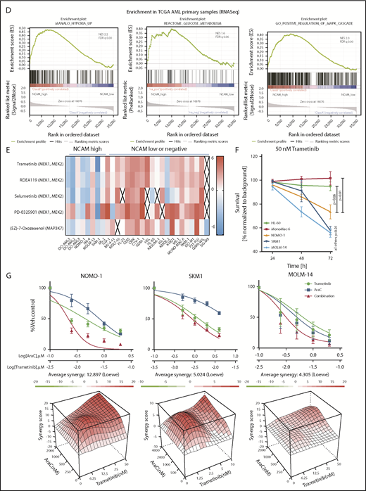 MEK-ERK signaling is a crucial pathway and a therapeutic target in NCAM+ AML. (A) Quantitative phosphoproteomics of stable isotope labeled Scr- and shNCAM_2-expressing NOMO-1 cells. Left, Volcano plot displaying differential phosphorylation sites of the phosphoproteomic data. Right, Selected differential phosphorylation sites that have a documented impact on the protein function. Data were provided from 3 independent experiments. Statistical analysis was performed with the Limma package in R. (B) List of the 5 most enriched GO biological processes (GO BP) terms for enriched phosphorylation in the indicated groups. (C) RNA-seq was performed after Dox-mediated induction of scrambled shRNA or shNCAM_2 in MOLM-14, SKM1 and NOMO-1 cells for 72 hours and gene set enrichment analysis was performed using the GSEA preranked on all the expressed transcripts. Shown are the gene signatures that most significantly decrease after NCAM downregulation. (D) Samples of the TCGA dataset were preselected for the top (NCAM1_high) and bottom (NCAM1_low) quintile of NCAM1 expression. Gene set enrichment analysis was performed using GSEA preranked on all expressed genes in NCAM1_high and -low samples and compared for overlapping enrichment with the curated MSigDB data sets. Shown are selected enrichments based on the terms shown in panels A-C. (E) Heatmap of sensitivity of leukemic cell lines upon treatment with different small-molecule inhibitors that target the MEK-ERK signaling pathway. Analysis was performed on data derived from the Genomic in cancer sensitivity51 project. (F) AML cell lines were treated with Trametinib (50 nM) for 24, 48, and 72 hours as indicated. Cellular proliferation was assessed by MTT absorbance and compared by 2-tailed Student t test. Error bars represent mean of 3 measurements ± SD of mean. (G) NOMO-1, SKM-1 and MOLM-14 cells were treated with Ara-C, Trametinib or in combination for 48 hours. Cell viability was measured by MTT, while treatment synergy was measured using the Loewe model (see “Materials and methods”). Shown are dose-response curves in the top panels and 3-dimensional diffusion plots demonstrating treatment synergism in the bottom panels.