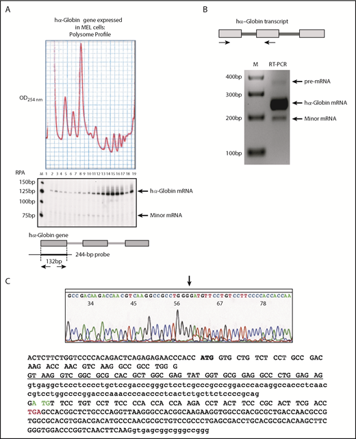 Figure 1. Detection and structural definition of a minor splicing product from the hα-globin gene. (A) MEL/tTA cells transfected with the hα-globin gene express a predominant full-length hα-globin mRNA and a minor species with distinct polysome profiles. MEL/tTA cells7 were transfected with a plasmid p(Tet-αWT) expressing the full-length hα-globin gene.7 RPA was performed across the sucrose gradient. A diagram of the RPA is shown below the gel image; the entire 3-exon α-globin gene is shown along with its 2 introns. The upper band (132 bp) in the gel (hα-globin mRNA) represents protection of the 32P internally labeled 244-bp probe by the hα-globin transcript spliced at the cognate exon 1/intron 1 splice donor site. The smaller protected fragment of ∼80 bp (minor mRNA) suggests the presence of a small population of hα-globin RNA generated by an alternative processing pathway. The distribution of the minor RNA is shifted strongly to the left (ie, to lighter fractions) compared with the full-length hα-globin mRNA. A 25-bp size marker ladder (M) is shown on the left of the gel; 19 fractions are labeled on the top of the gel and align with the sucrose gradient tracing (OD254 nm). (B) Amplification of hα-globin complementary DNAs from a transfected hα-globin gene in MEL/tTA cells. RNA was isolated from cells 48 hours posttransfection. Three bands were generated by RT-PCR with a primer set bracketing intron 1 (horizontal arrows; top diagram); the largest band (355 bp) corresponds to the unprocessed hα-globin transcript with intron 1 (pre-mRNA), the second band (238 bp) corresponds to the hα-globin mRNA subsequent to excision of intron 1 from the cognate donor site (hα-globin mRNA), and the third band (189 bp; minor mRNA) was of unknown structure. The minor DNA fragment was excised and sequenced (bottom). M indicates 100-bp size marker ladder. (C) The hα-globin transcript undergoes low-frequency splicing from a cryptic splice donor site located within exon 1. The sequence of the minor mRNA revealed utilization of a cryptic splice donor located within exon 1 ligated to the cognate splice acceptor of exon 2. Sequences are shown at the bottom of the figure; capital letters indicate exons 1 and 2, and lower case letters indicate sequences in introns 1 and 2. The region of exon 1 that is converted to intronic sequence by the use of the cryptic splice donor within exon 1 is underlined. The splicing from this cryptic splice donor generates a shorter α-globin mRNA that would be out of frame with the WT α-globin mRNA with a new in-frame stop codon within exon 2 (TGA; red font). This shorter α-globin mRNA also contains a second potential translation initiation site within exon 2 (green font) that would be in frame with the WT hα-globin mRNA.