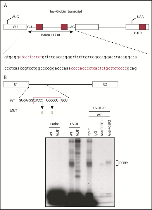 Figure 2. The hα-globin transcript contains a C-rich polypyrimidine tract located immediately 3′ to the cognate intron 1 splice donor that is a binding target for PCBP1 and PCBP2). (A) The hα-globin transcript and an expanded view of the intron 1 sequence. The hα-globin gene transcript contains 3 exons; the start codon in exon 1 and the stop codon in exon 3 are indicated. There are 3 defined C-rich tracts within the hα-globin transcript, each indicated by a red box: a C-rich element immediately 3′ to the cognate splice donor of intron 1, a second intronic C-rich element overlying the branch point polypyrimidine tract of the splice acceptor of intron 1, and a third C-rich tract is located within the 3′ UTR. The full intron 1 sequence is shown below the gene diagram, with the 2 C-rich tracts highlighted in red font. The C-rich region at the polypyrimidine tract of intron 1 and that within the 3′ UTR have both been previously linked to functions in transcript processing10,25,27 and mRNA stability.7,8,11,12 The function of the C-rich tract located immediately 3′ to the cognate intron 1 splice donor site has not been previously assessed for function. (B) The C-rich tract 3′ to the cognate intron 1 splice donor site of the hα-globin transcript is recognized by PCBP1 and PCBP2. A diagram of the region of the hα-globin transcript extending from exon 1 into exon 2 is shown, and the C-rich segment immediately 3′ to the cognate splice donor is boxed in red. Two Cs within this segment were converted to Gs to test for C-dependent activity of this region. The WT and mutant (MUT) probes were labeled with 32P and incubated with HeLa cell extracts. After UV crosslinking, the extracts were analyzed on a sodium dodecyl sulfate polyacrylamide gel electrophoresis gel. A prominent complex (PCBPs) formed on the WT but not on the MUT probe; this complex comigrates with the complexes in the crosslinked extract that were immunoprecipitated with affinity-purified isotype-specific antiseras to PCBP1 and PCBP2. IgG, immunoglobulin G.