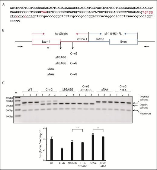 Figure 5. Confirmation of the importance of the C-rich motif 3′ to the intron 1 splice donor with regard to maintenance of cognate splicing activity (minigene assay). (A) The sequences of hα-globin gene exon 1 (upper case) and partial intron 1 (lower case) are shown. The GT dinucleotides that define the 2 splice donor sites are bolded. The cryptic splicing donor, the cognate splice donor, and the 2 Cs mutated to Gs are indicated in red font. (B) Schematic of the minigene constructs. C→G represents the 2 base substitutions in the C-rich sequence adjacent to the cognate splice donor (as in Figures 2 and 3). ΔTGAGG represents a 5-base naturally occurring α-thalassemia deletion that destroys the cognate splice donor.29 ΔTAA is a 3-base deletion that destroys the cryptic splicing donor site within exon 1. The various combinations of these 3 mutations are displayed below the sequence. Each modified hα-globin sequence was linked to the downstream segment of the pI-11(-H3)-PL minigene vector as shown. The primer set used for RT-PCR analysis is indicated by black horizontal arrows below the schematic minigenes. (C) Each minigene was individually transfected into K562 cells in triplicate (indicated as 1, 2, and 3 above respective lanes). RT-PCR analysis of the cellular RNA was carried out 48 hours posttransfection to determine the impact of each mutation on the usage of the 2 competing splice donors. The chimeric minigene transcript mRNA and neomycin mRNA were coexpressed in cis from the minigene vector, and the hα-globin/neomycin mRNA ratio was calculated and is displayed in the histogram below the gel. M indicates 100-bp ladder size marker. Statistical significance (P values) was determined using 2-tailed, unpaired Student t test. **P < .01. n.s., not significant.