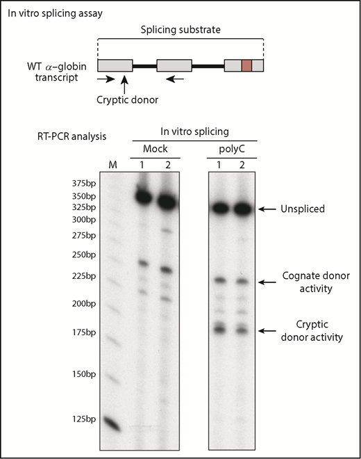 Figure 6. PCBPs enforce utilization of the cognate intron 1 splice donor. HeLa cell nuclear extracts were used for in vitro splicing studies after depletion of PCBPs (polyC) or mock depletion. The in vitro splicing of the full-length WT α-globin transcript was carried out in each of the 2 extracts (duplicate assays indicated as lanes 1 and 2). Comparison of the splicing products in the mock vs PCBP-depleted extract reveals the role of PCBPs in donor site selection and in enforcing functional splicing from the cognate splice donor. M indicates 25-bp ladder size marker.