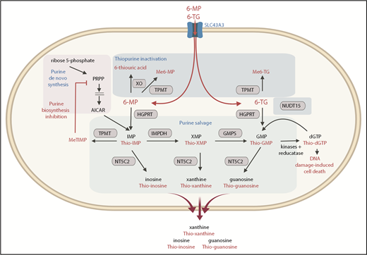 Figure 1. Purine and thiopurine metabolism. NT5C2 dephosphorylates endogenous and thiopurine-generated 6-hydroxypurine monophosphates before they are exported out of the cell. AICAR, 5-aminoimidazole-4-carboxamide ribonucleotide; dGTP, deoxyguanosine triphosphate; GMPS, guanosine monophosphate synthase; HGPRT, hypoxanthine-guanine phosphoribosyltransferase; IMPDH, inosine monophosphate dehydrogenase; Me6-MP, methyl 6-MP; Me6-TG, methyl 6-thioguanine; MeTIMP, methyl thioinosine monophosphate; NUDT15, Nudix hydrolase 15; PRPP, phosphoribosyl pyrophosphate; TPMT, thiopurine methyltransferase; XO, xanthine oxidase.