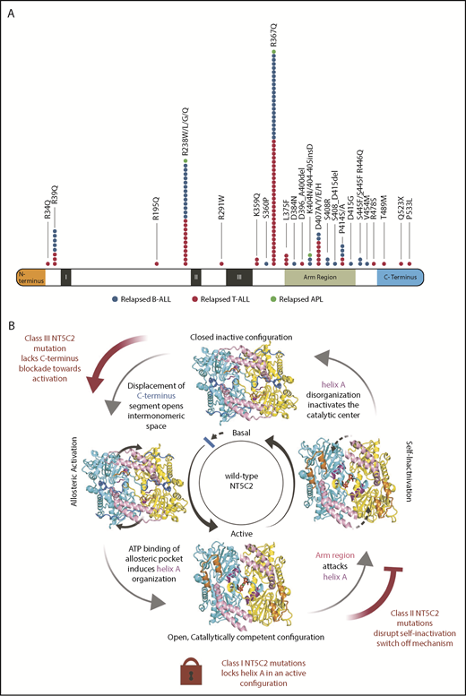 Figure 2. NT5C2 relapse-associated mutations. (A) NT5C2 relapse-associated mutations in B-cell ALL, T-cell ALL, and acute promyelocytic leukemia (APL). (B) Schematic representation of NT5C2 regulation. NT5C2 dimer protein is depicted with the arm region shown in pink, C terminus in royal blue, N terminus in orange, and helix A in purple. The arm region shown in gray represents a prediction based on modeling. Class I NT5C2 mutants lock the protein in an active helix A configuration. Class II NT5C2 mutants disrupt a switch-off mechanism mediated by the arm and intermonomeric pocket regions. The class III NT5C2 mutant protein lacks the C-terminus stabilizing element, leaving the protein in a more open configuration.