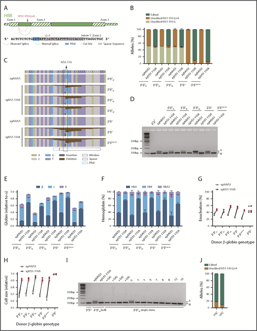 Figure 1. Therapeutic gene editing of IVS1-110G>A. (A) Schema of IVS1-110G>A mutation within HBB intron 1 and therapeutic editing strategy. (B) Indicated donors and sgRNAs used for therapeutic editing. Five days after RNP electroporation, amplicon deep sequencing was performed on the SpCas9-treated cells. Following sequence analysis, alleles were classified as edited, unedited IVS1-110G>A or unedited IVS1-110G. (C) Nucleotide quilt showing indels and substitutions at each position around IVS1-110 for indicated donors and SpCas9 RNP treatment groups. β+β0#1 with sgAAVS1 shown as a representative example of an unedited IVS1-110G>A heterozygous donor and β+β+ with sgAAVS1 as a representative example of an unedited IVS1-110G>A homozygous/hemizygous donor. (D) RT-PCR from erythroid progeny with primers spanning the exon 1 to exon 2 junction, demonstrates abrogation of aberrant (A) and increase in normal (N) splicing after therapeutic editing. (E) RT-qPCR of globin genes shows increase in β-globin relative to α-globin expression in erythroid progeny after therapeutic editing. (F) Hemoglobin HPLC shows increase in the HbA fraction after therapeutic editing. (G-H) Flow cytometry shows increase in enucleation fraction and cell size of enucleated erythroid cells after therapeutic editing. (I) RT-PCR from clonal erythroid progeny with primers spanning the exon 1 to exon 2 junction. Indel length of edited IVS1-110G>A allele depicted for individual clones. (J) Fluorescence-activated cell sorting (FACS) of CD34+CD38+ HPC- or CD34+CD38−CD90+CD45RA− HSC-enriched populations 2 hours after therapeutic editing of the β+β+ donor, which was 24 hours after CD34+ HSPC isolation. Indel analysis was performed 5 days after sorting.