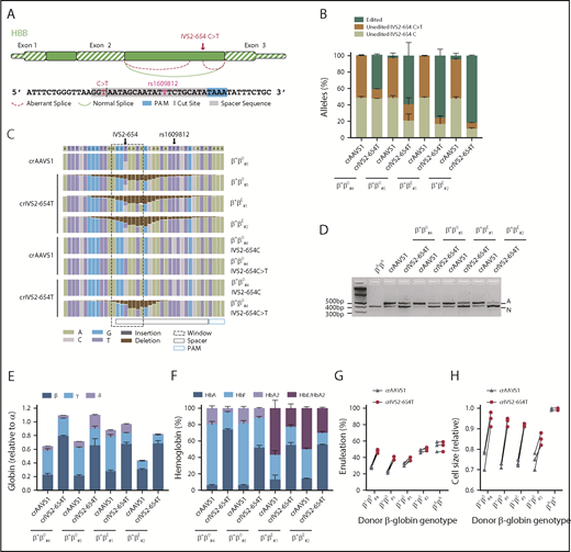 Figure 2. Therapeutic gene editing of IVS2-654C>T. (A) Schema of IVS2-654C>T mutation and therapeutic editing strategy. Cut site is shown at midpoint of expected Cas12a staggered cleavage. (B) Indicated donors and crRNAs used for therapeutic editing. Five days after RNP electroporation, amplicon deep sequencing was performed on the LbCas12a-treated cells. Following sequence analysis, alleles were classified as edited, unedited IVS2-654C>T, or unedited IVS2-654C. (C) Nucleotide quilt showing indels and substitutions at each position around IVS2-654 for indicated donors and LbCas12a RNP treatment groups. β+β0#5 with sgAAVS1 shown as a representative example of an unedited IVS2-654C>T heterozygous donor with rs1609812-T/T. β+β0#4 shown as a donor in which the IVS2-654C/rs1609812-C and IVS2-654C>T/rs1609812-T alleles could be distinguished. (D) RT-PCR from erythroid progeny with primers spanning the exon 2 to exon 3 junction, demonstrates abrogation of aberrant (A) and increase in normal (N) splicing after therapeutic editing. (E) RT-qPCR of globin genes shows increase in β-globin relative to α-globin expression in erythroid progeny after therapeutic editing. (F) Hemoglobin HPLC shows increase in the HbA fraction after therapeutic editing. (G-H) Flow cytometry shows increase in enucleation fraction and cell size of enucleated erythroid cells after therapeutic editing.